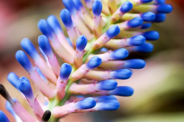Close up of Bromeliad flower. — Stock Photo, Image