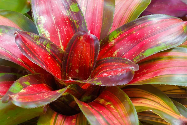 Rosso Bromeliade sfondo . — Foto Stock