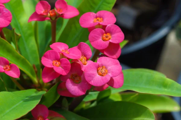 Euphorbia milli desmoul — Stockfoto