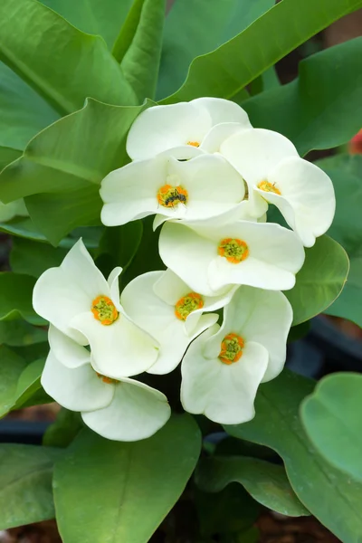 Euphorbia milli Desmoul — Stock Photo, Image