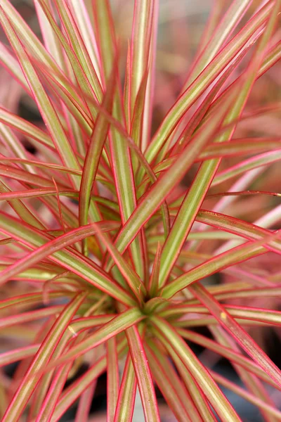 Variedades ornamentales para la jardinería — Foto de Stock