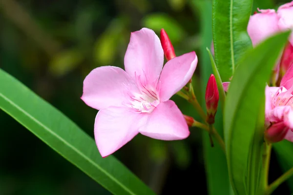 Süßer Oleander, rosa Lorbeerblüte mit Blätter. — Stockfoto