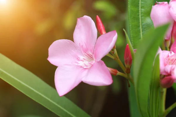 Söt oleander, rose bay blomma med ledighet. — Stockfoto