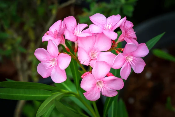 இனிமையான ஓலேண்டர், விடுப்புடன் ரோஸ் பே மலர் . — ஸ்டாக் புகைப்படம்