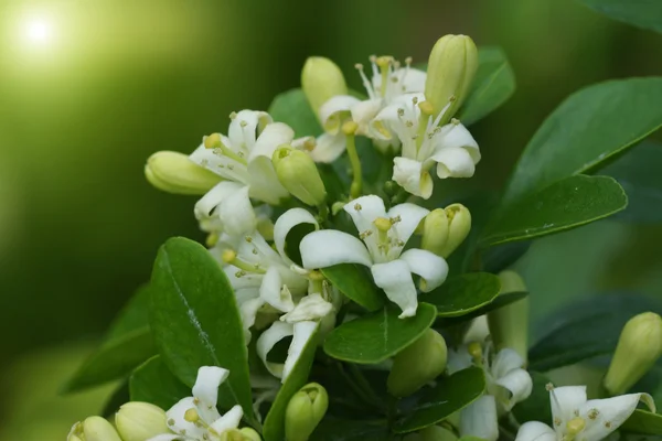 Weiße Blume murraya paniculata oder orang jessamin. — Stockfoto