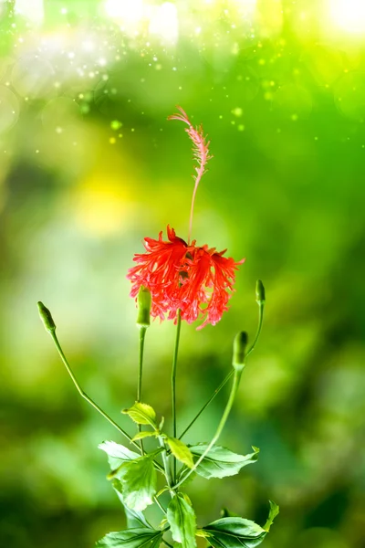 Краеугольный цветок гибискуса — стоковое фото