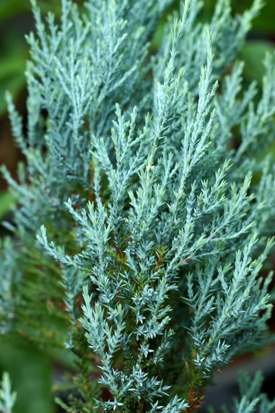 Lawson Pine, Variedades ornamentales para jardinería . — Foto de Stock