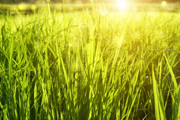 Rice field — Stock Photo, Image