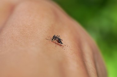 yağmur ormanları içinde kan emen bir sivrisinek Close-Up.