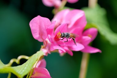 Konfederasyon asma (antigonon leptopus kanca.)