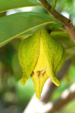 soursop ya da dikenli muhallebi elma ya da durian belanda çiçek veya 