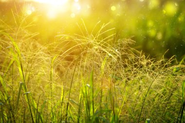 Yabani otların arasında günbatımı counterlight