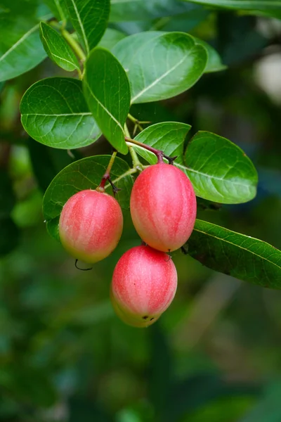 Super owoców (carissa carandas linn.) — Zdjęcie stockowe