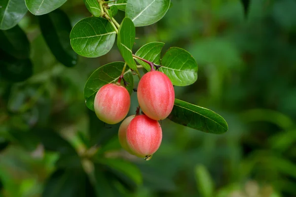 Superfrucht (carissa carandas linn.) — Stockfoto