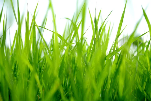 Grünes Gras und Licht. — Stockfoto