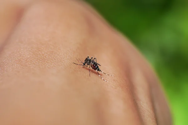 Крупним планом комар смокче кров у тропічних лісах . — стокове фото
