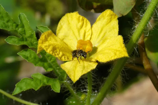 Flor de la agricultura orgánica, fruta de sandía está creciendo en th —  Fotos de Stock