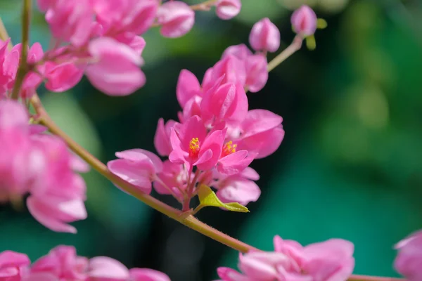 Konfederační révy (antigonon leptopus háček.) — Stock fotografie