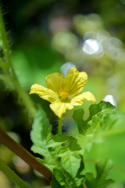 Fleur de l'agriculture biologique, les fruits de pastèque se développe dans le th — Photo