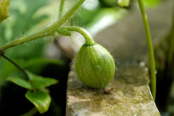 Organic agriculture, Watermelon fruit is growing in the farm. — Stock Photo, Image