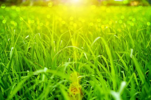 Зелена трава і світло . — стокове фото