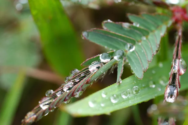 Roślin wrażliwych i kropla wody (mimosa pudica ) — Zdjęcie stockowe