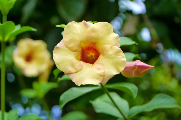 黄色のアラマンダ花. — ストック写真