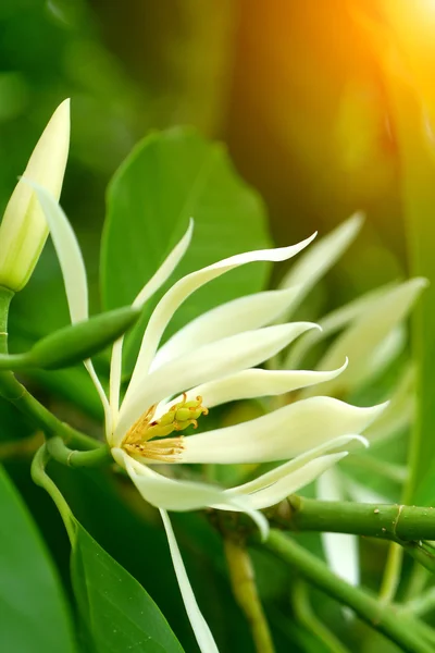 Witte champaka — Stockfoto