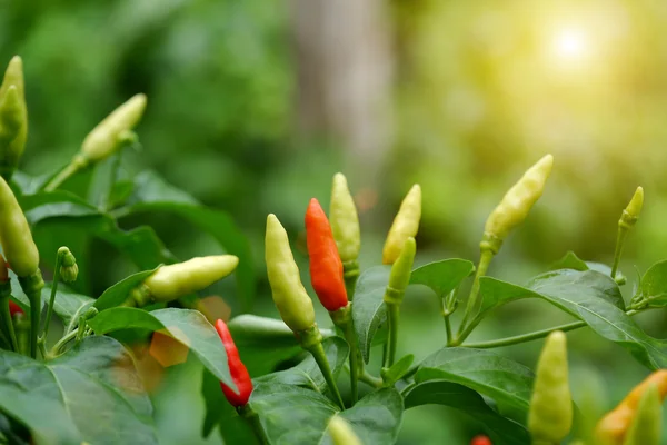 Mixed colored chilli peppers on tree. — Stock Photo, Image