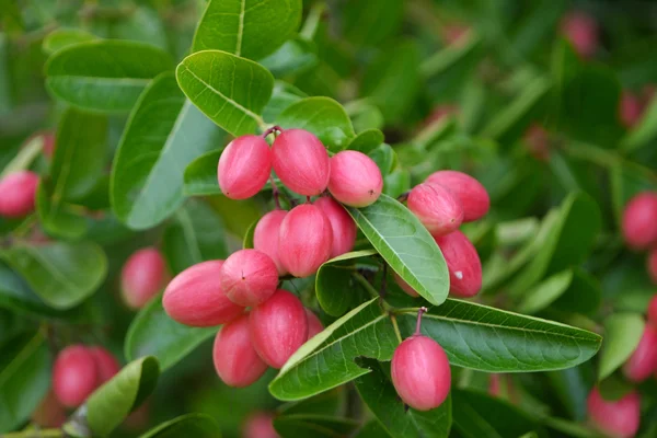 Super fruit (Carissa carandas Linn.) — Stock Photo, Image