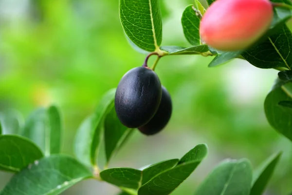 Super fruit (Carissa carandas Linn.)