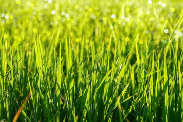 Zielona trawa i światło. — Zdjęcie stockowe