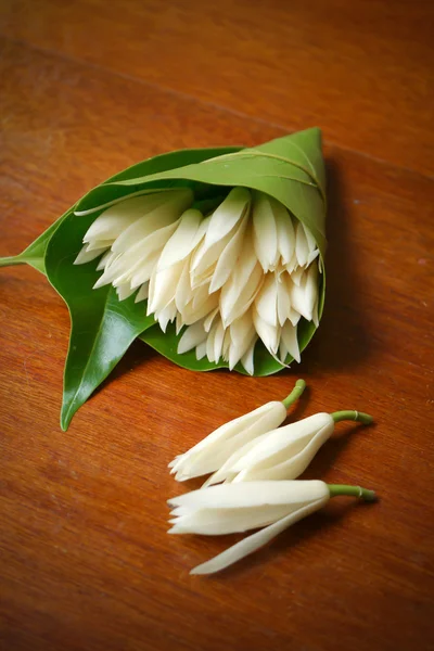 Champaka bloem zijn bloeien. (michelia alba dc.) — Stockfoto