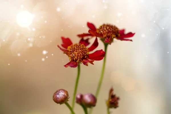 Küçük kırmızı cosmos çiçek. — Stok fotoğraf