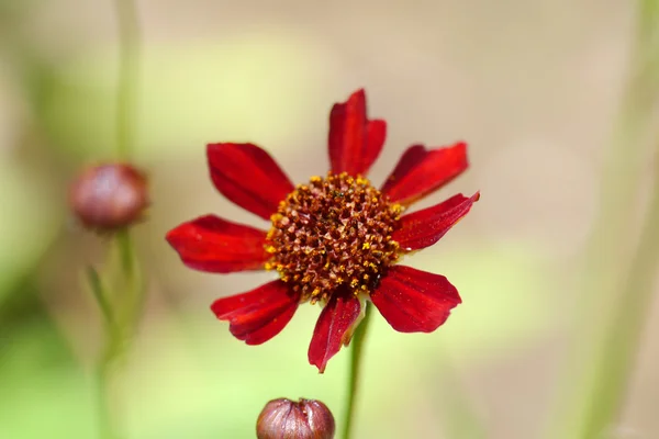 Küçük kırmızı cosmos çiçek. — Stok fotoğraf