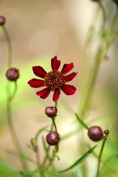 Mały czerwony kosmos kwiat. — Zdjęcie stockowe