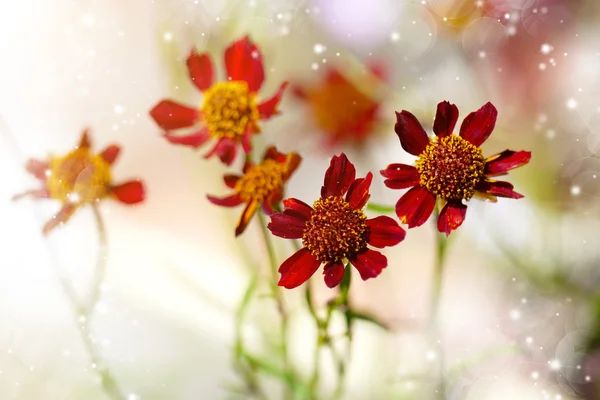 Små röda kosmos blomma. — Stockfoto