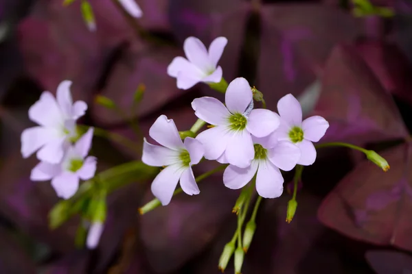 Fiore di oxalis rosa. (Farfalla fiore notturno ) — Foto Stock