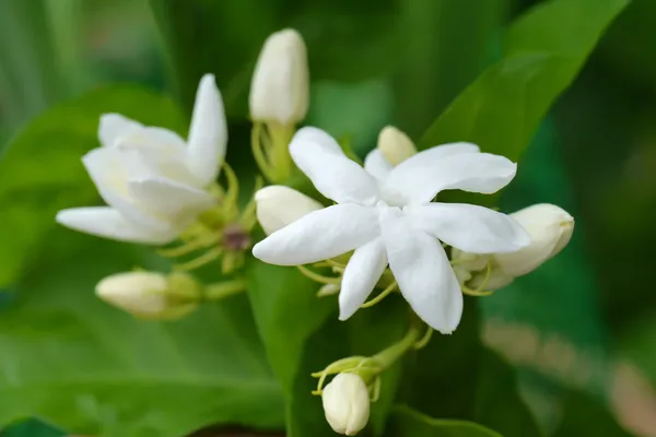 白色茉莉花. — 图库照片