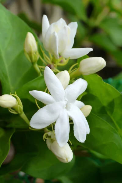 Λευκό λουλούδι γιασεμί. — Φωτογραφία Αρχείου