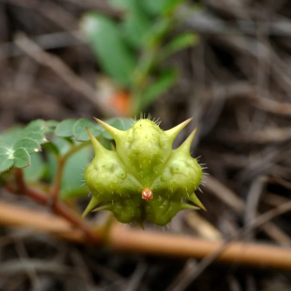 Seed of Yellow flowers on the beach. (Tribulus terrestris Linn.) — Stock Photo, Image