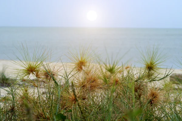 Divoká tráva na pláži — Stock fotografie