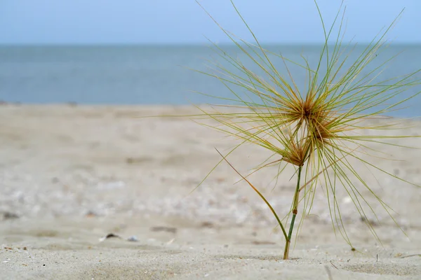 在海滩上的野草 — 图库照片