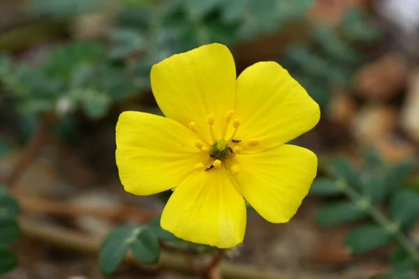 Žluté květy na pláži. (Tribulus terthe Linn.) — Stock fotografie