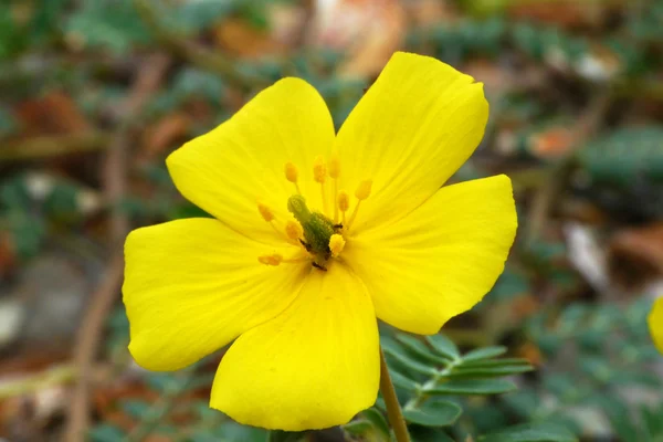 Kumsalda sarı çiçekler. (Tribulus terrestris Linn.) — Stok fotoğraf