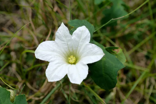 Weiße Efeu-Kürbisblüte. — Stockfoto