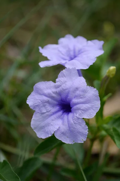 Veilchenblüte. — Stockfoto