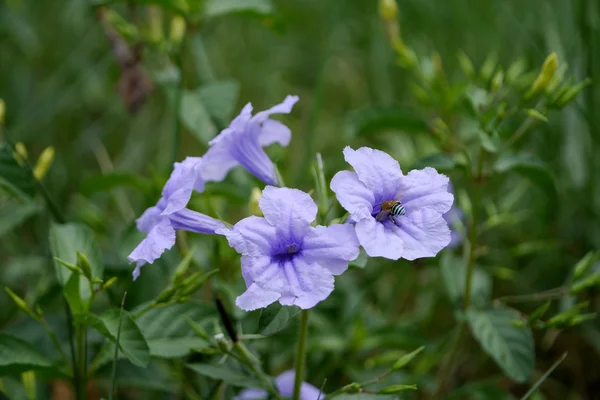 Fleur violette. — Photo