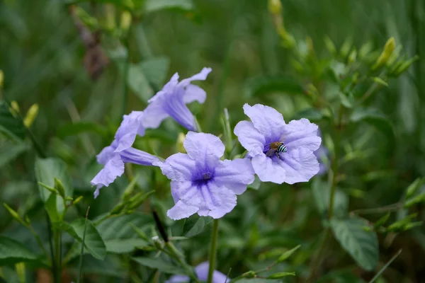 Veilchenblüte. — Stockfoto