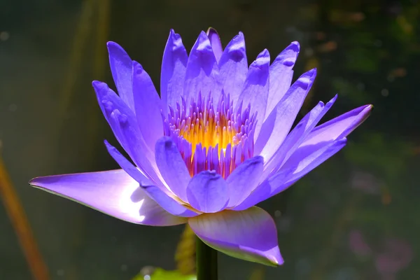 Blue water lily, lotus — Stock Photo, Image